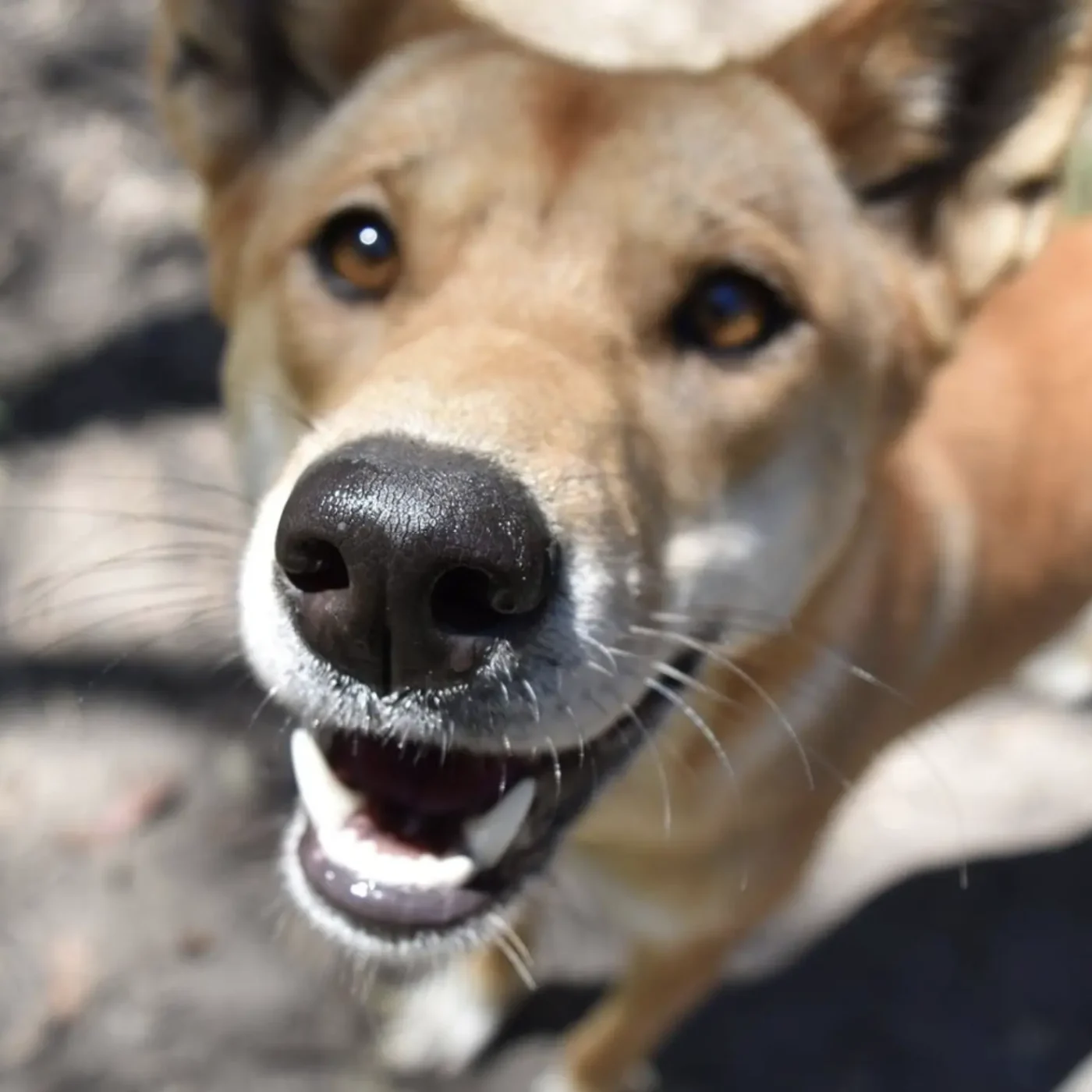 Dingo next to Uluru