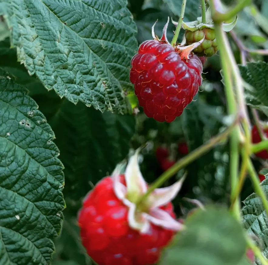 Discover Pennyroyal Raspberry Farm