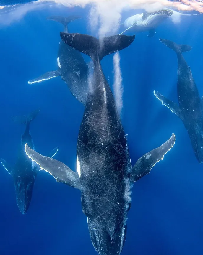 Dive alongside seals or whales
