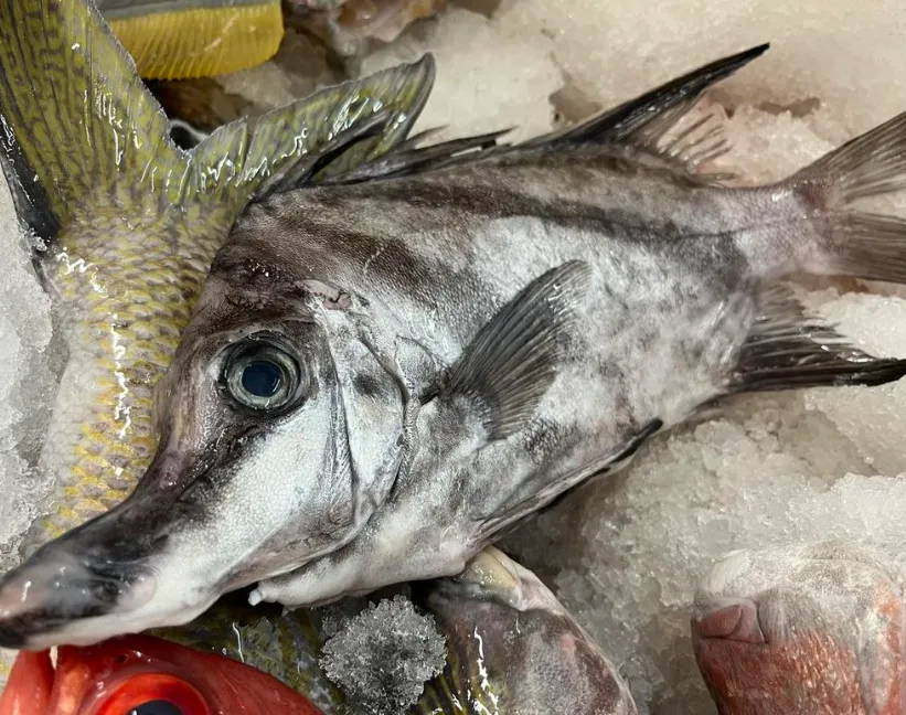 Duck Fish