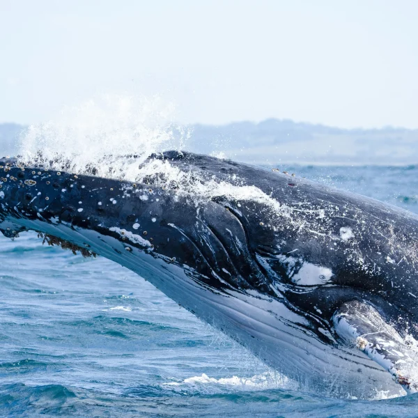 East Coast Australia holiday package