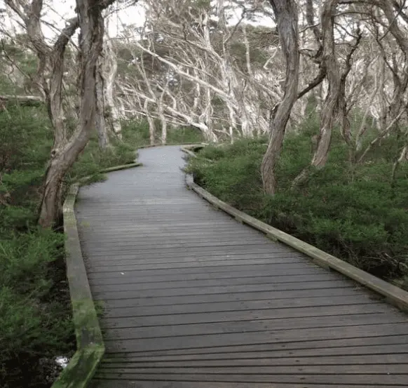 Embark on a run down the Balcombe Creek Boardwalk