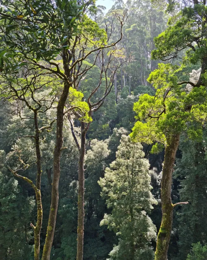 Enchanted Forest