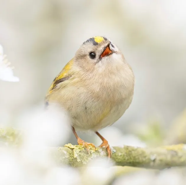 Engage in Bird-Watching