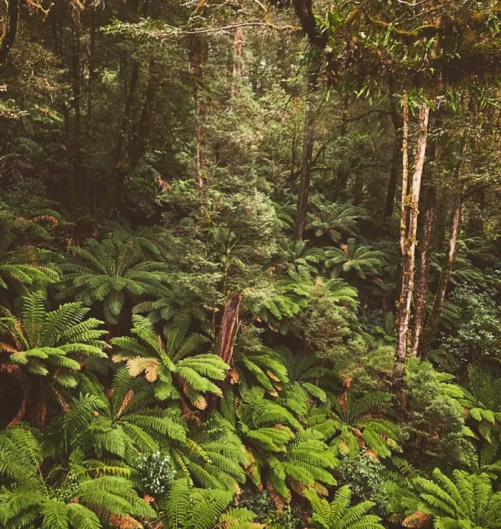 Enter a Fantasy World