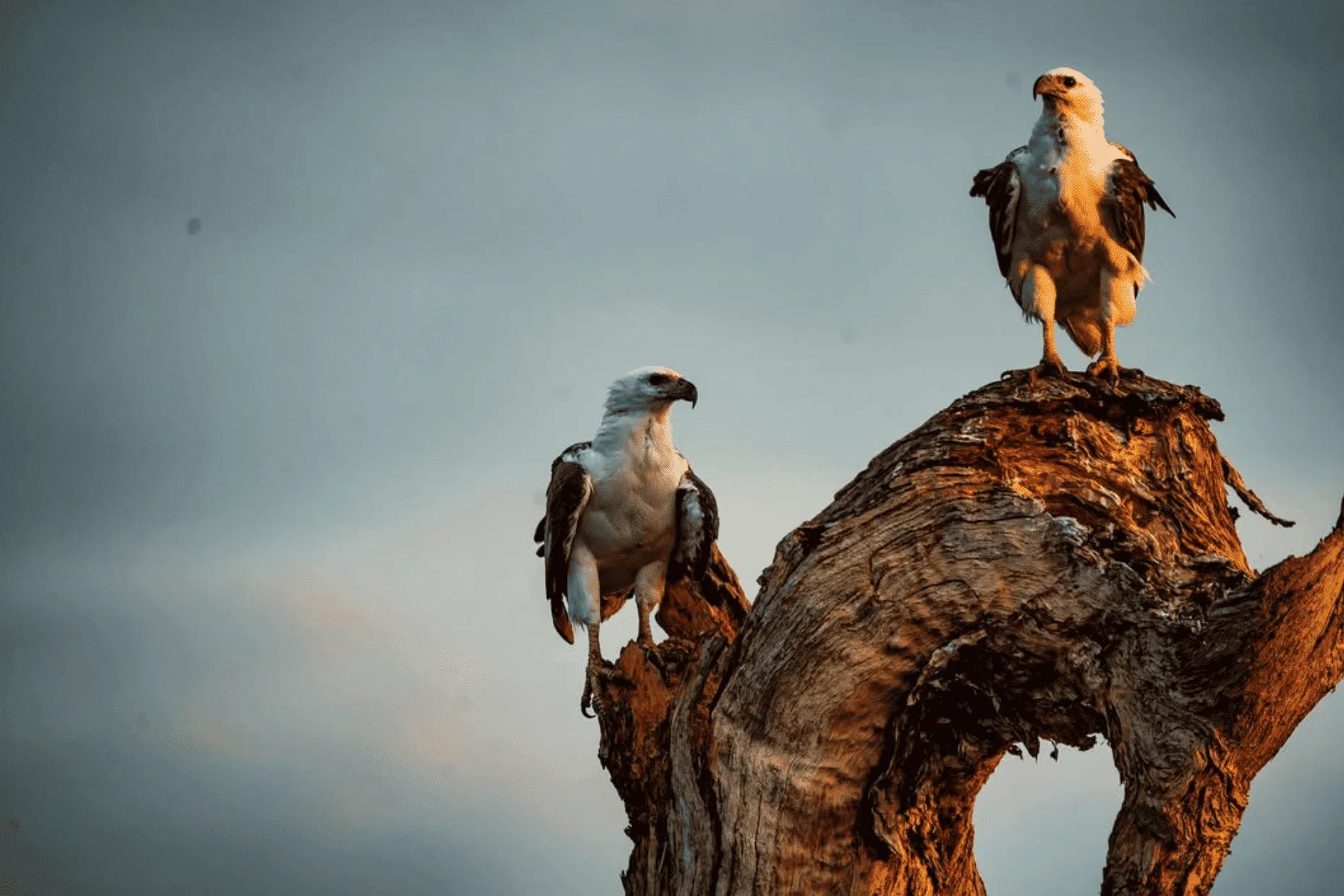 Exotic Birdlife
