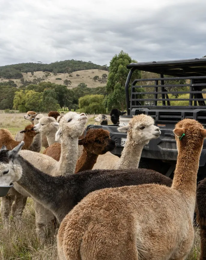 Experience Softfoot Farm Tours