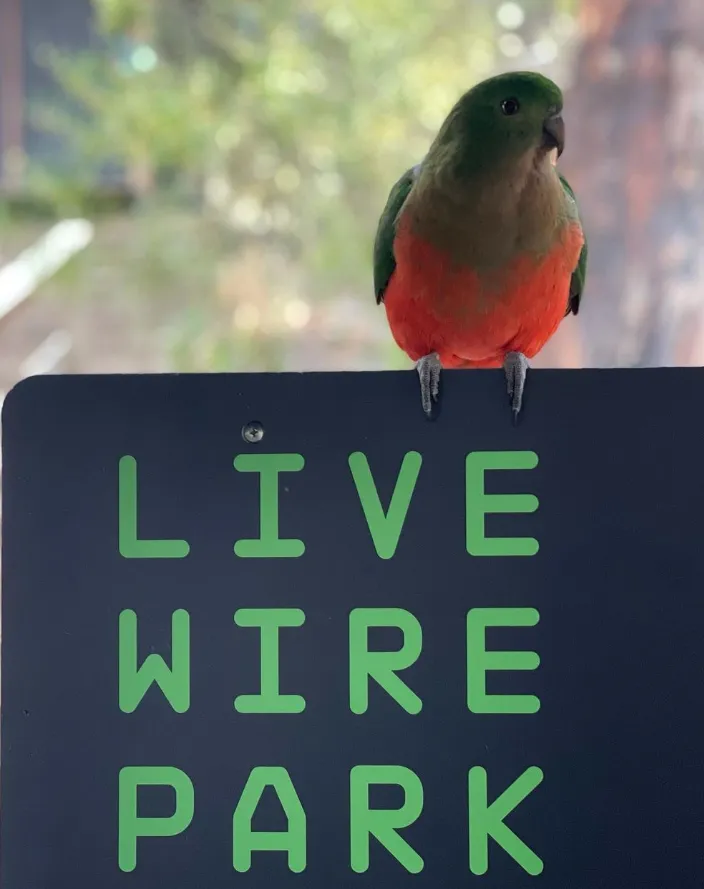 Experience adventure and fun at Live Wire Park