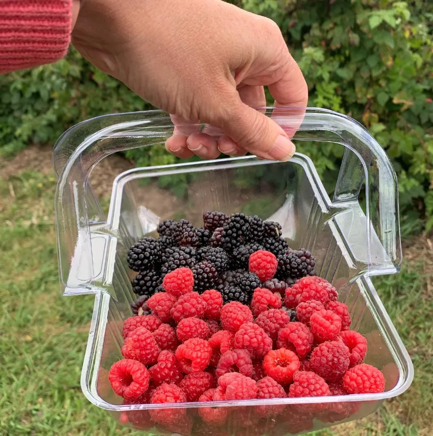Experience the Joy of Berry Picking