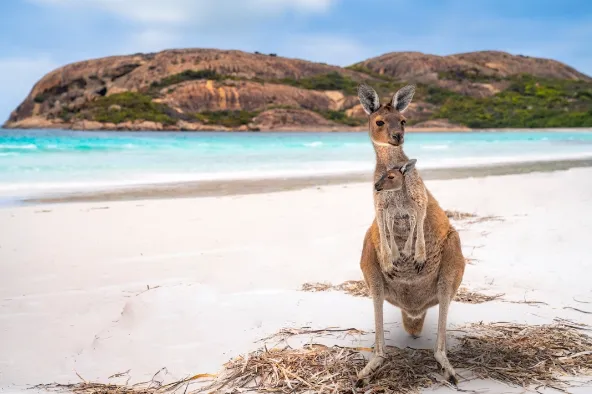 Explore the beaches of Kangaroo Island