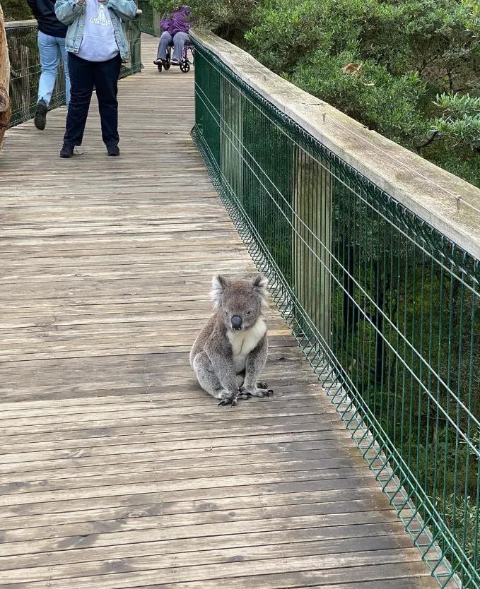 Exploring the Treetop Boardwalks