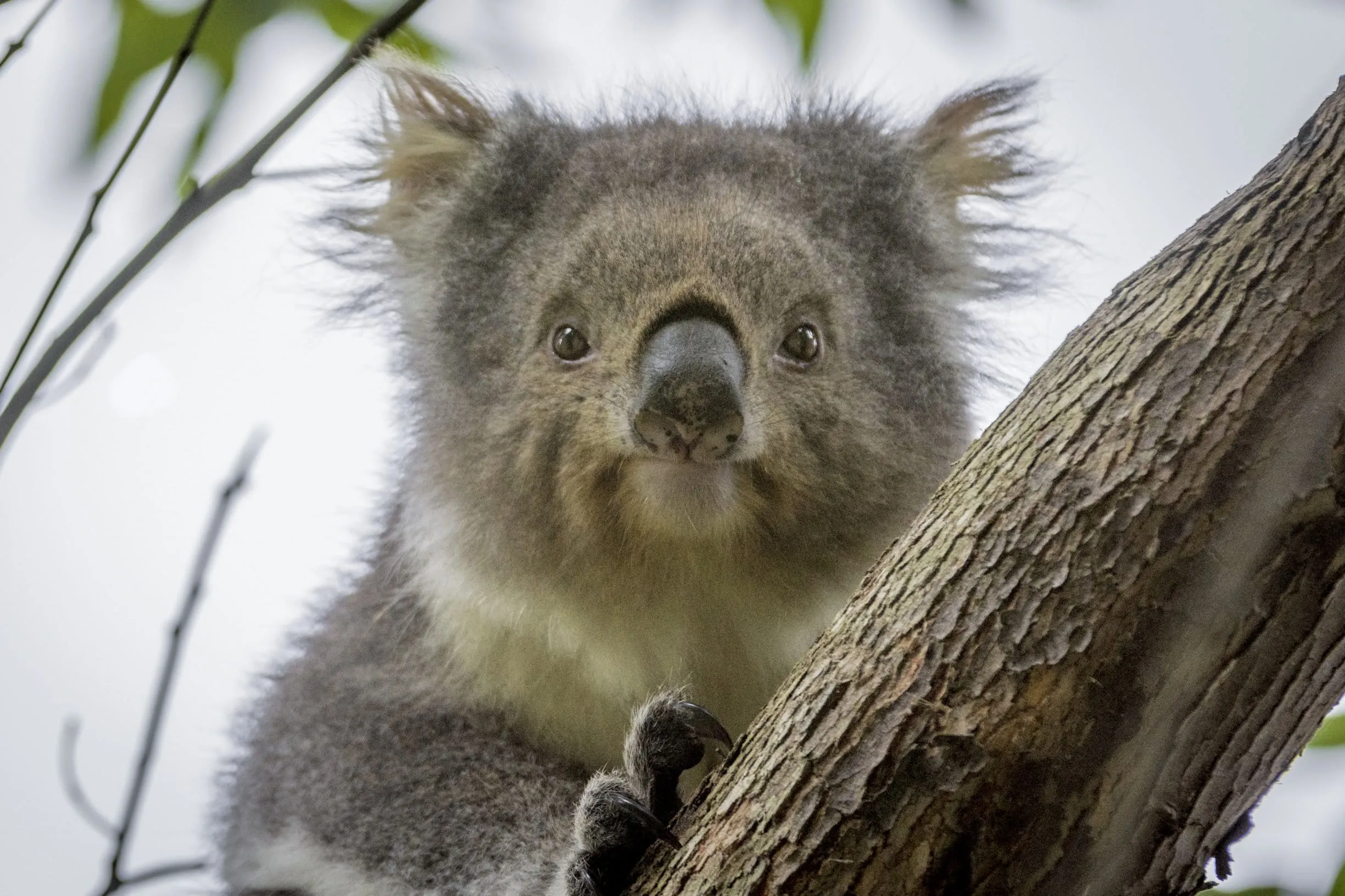 Facts and information about Koalas