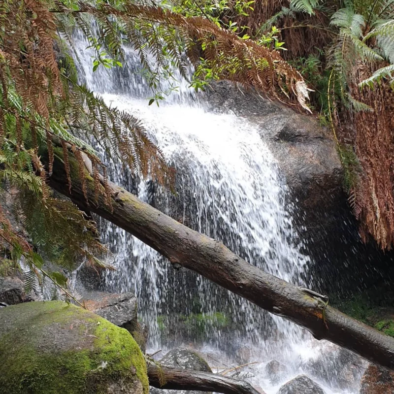Ferntree Falls