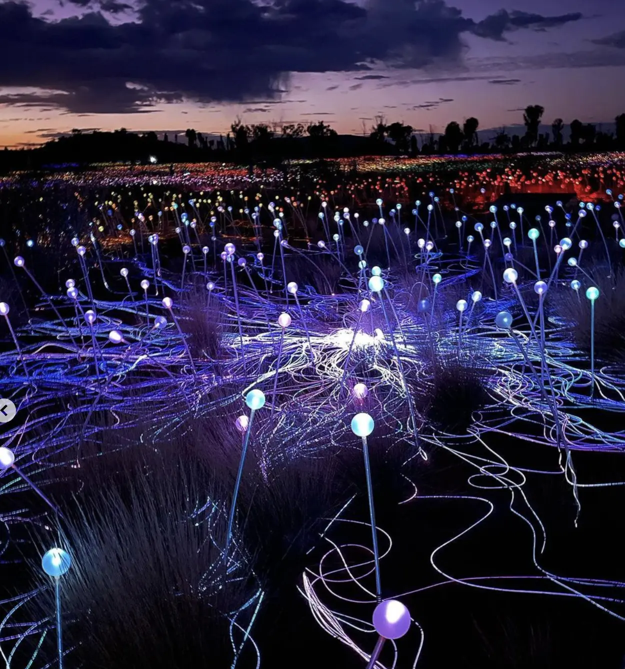 Field of Light Uluru