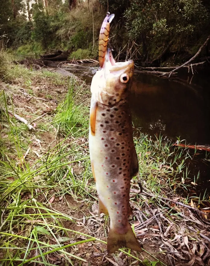 Fishing Gellibrand River