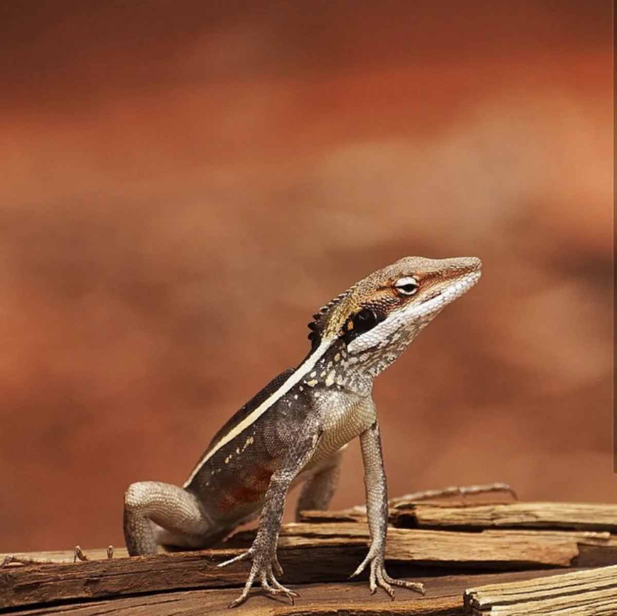 Flora and Fauna of the Desert Landscape