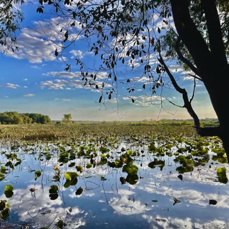 Fogg Dam Conservation Reserve