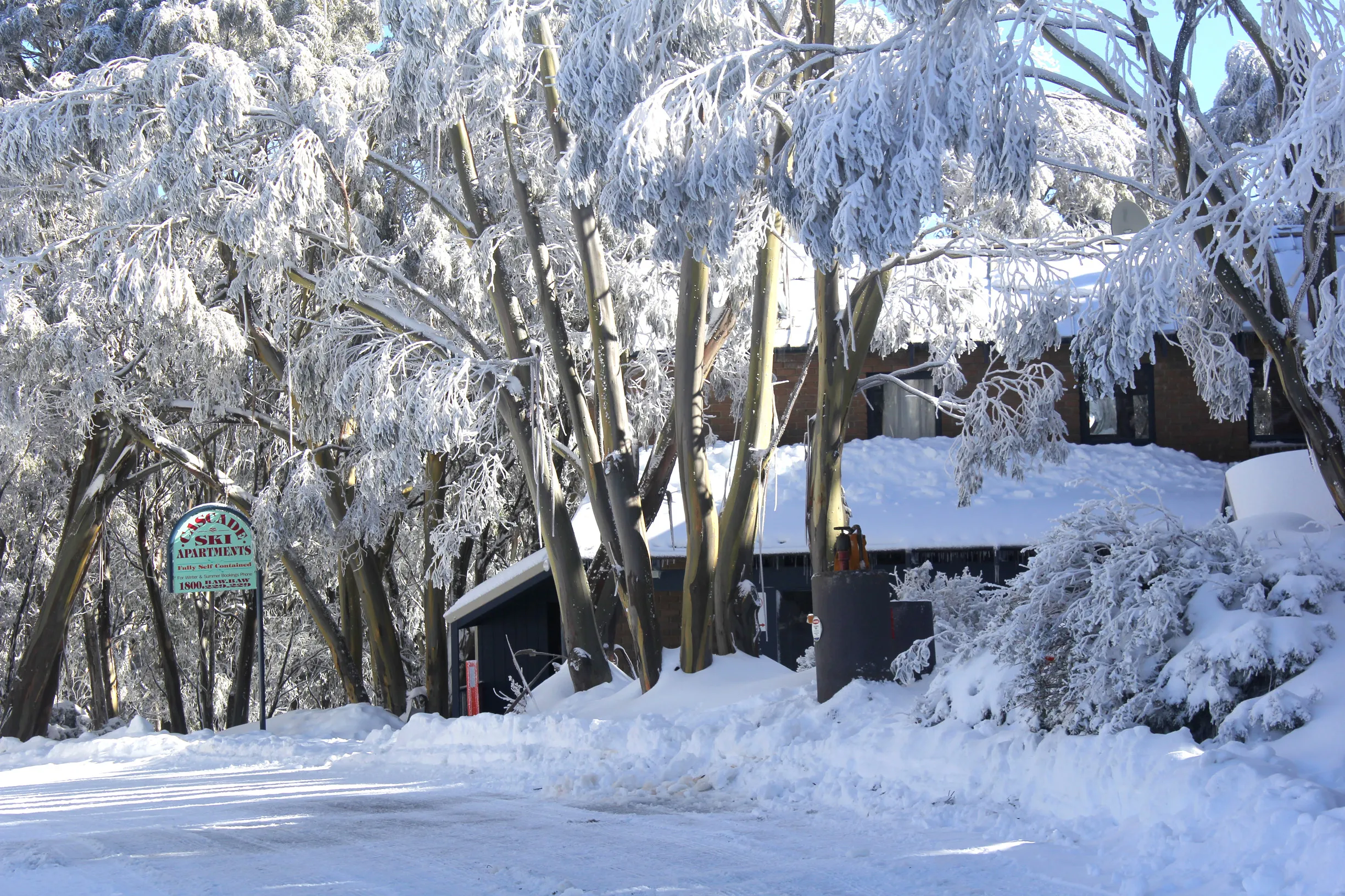 Fresh Snow