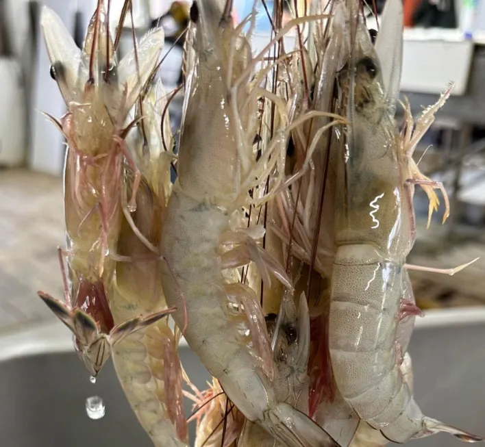 Freshly caught seafood catch