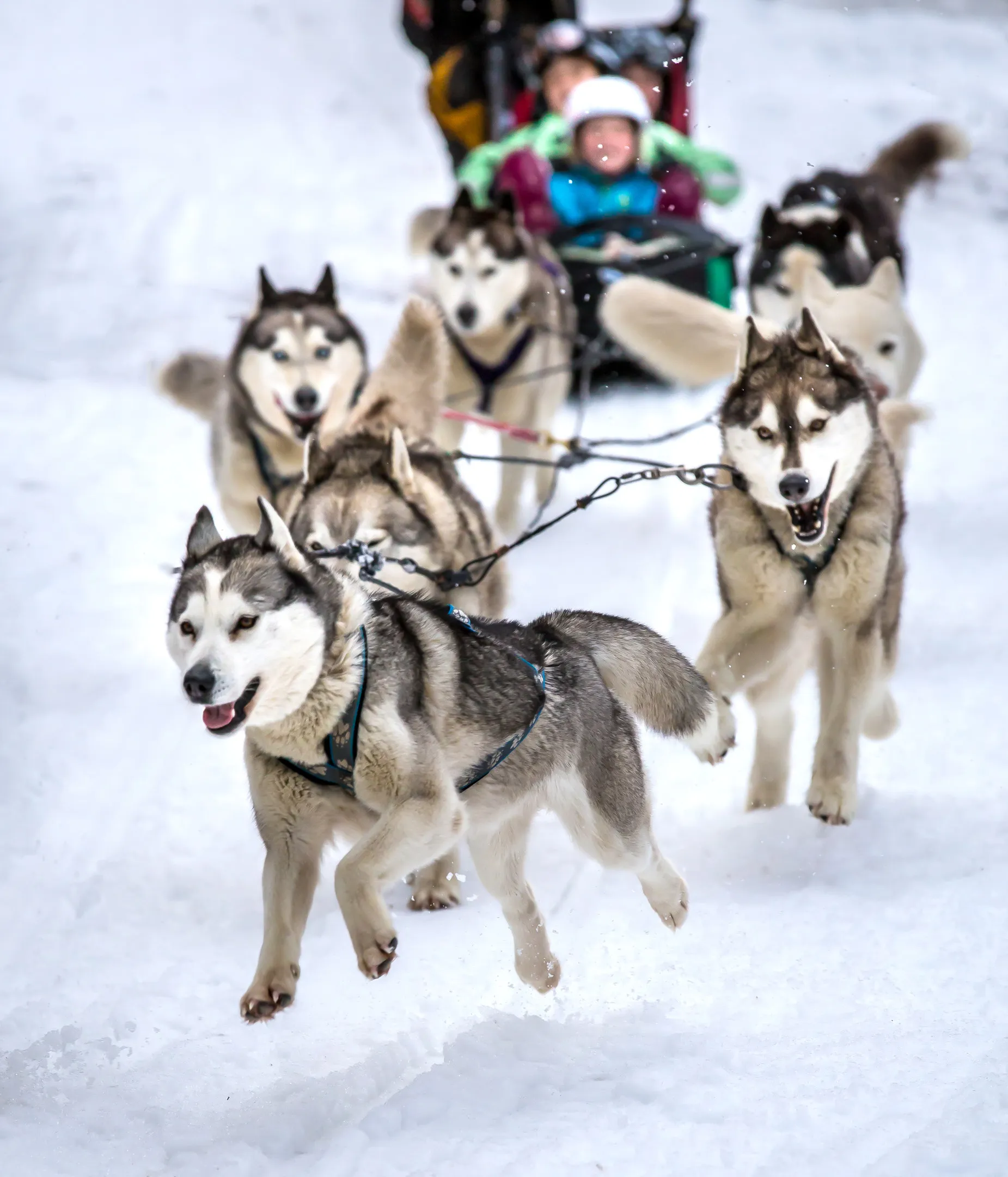 Fun Snow Activities for Families