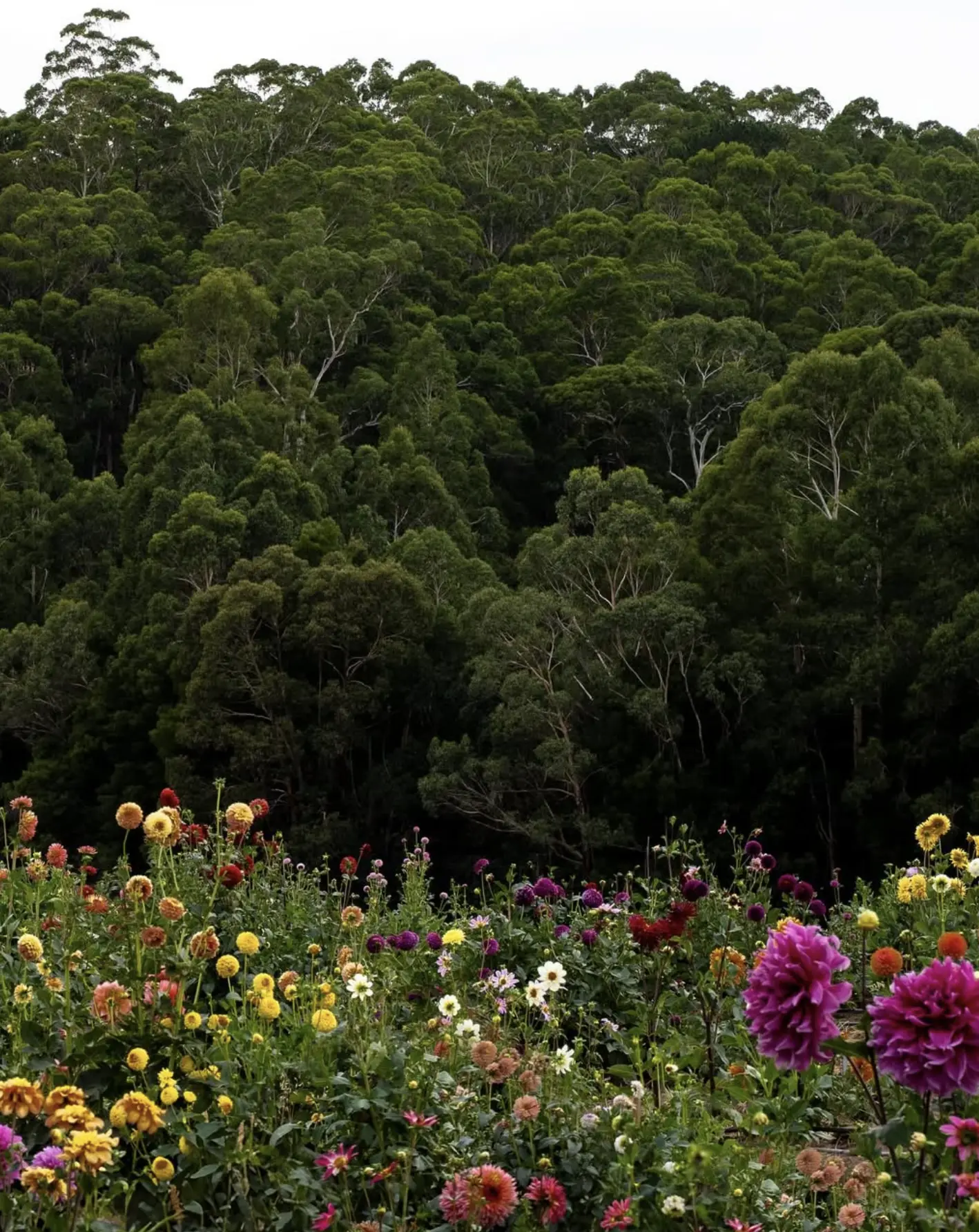 Garden Festivals and Events