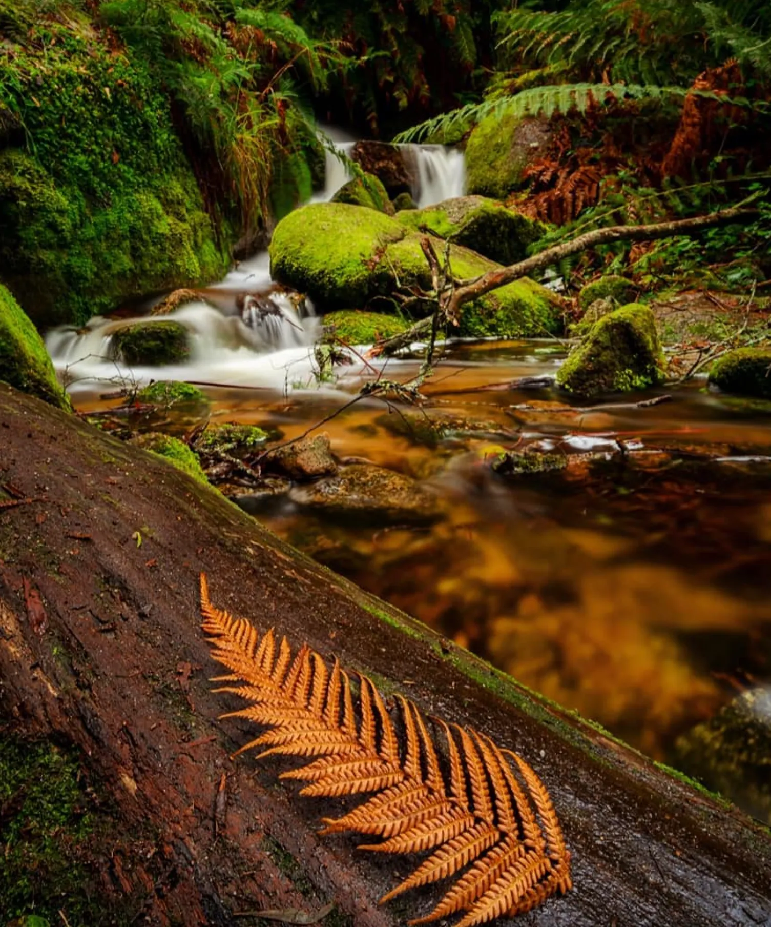 Getting to Ferntree Falls