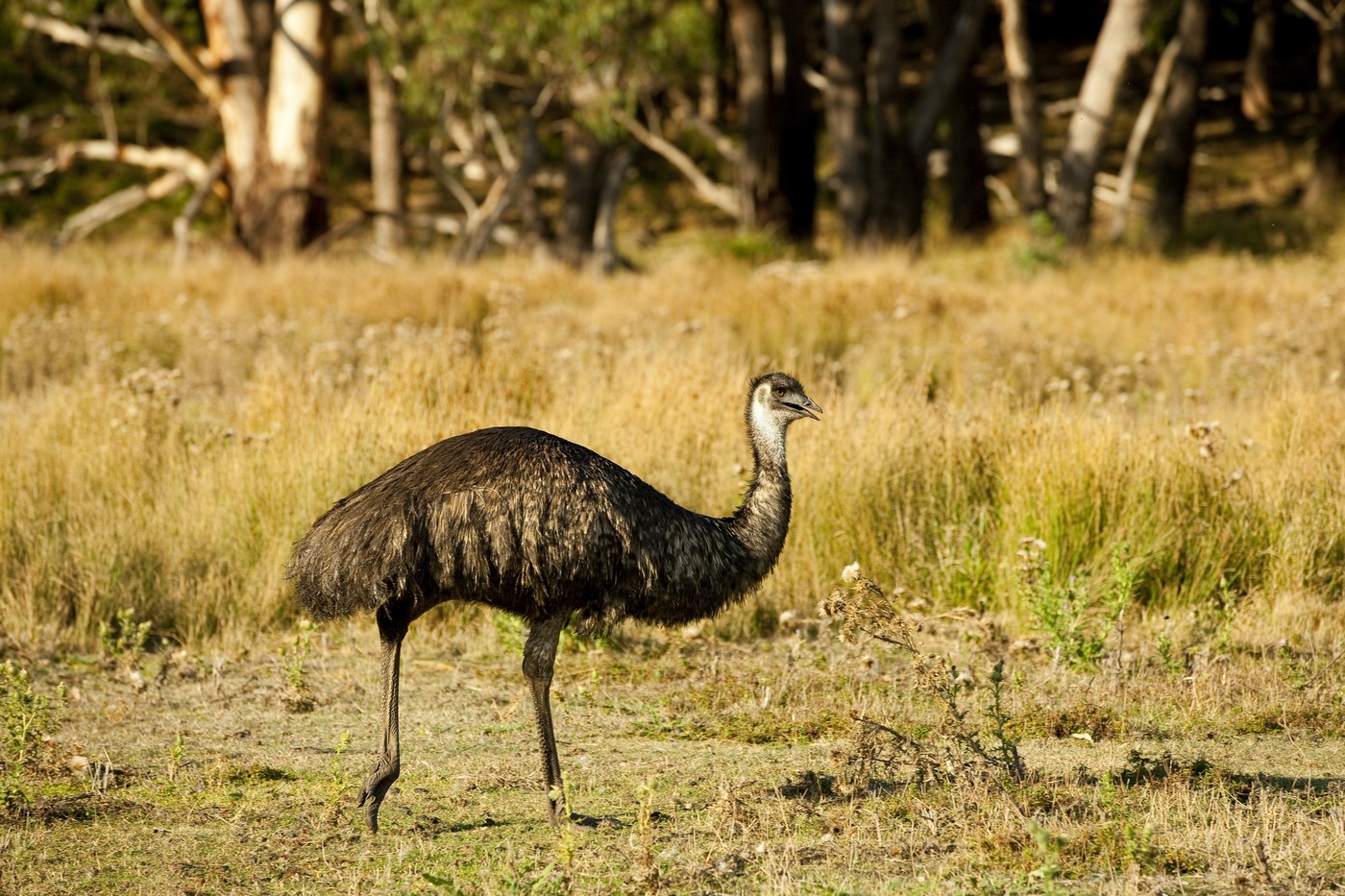 great ocean road b tours melbourne