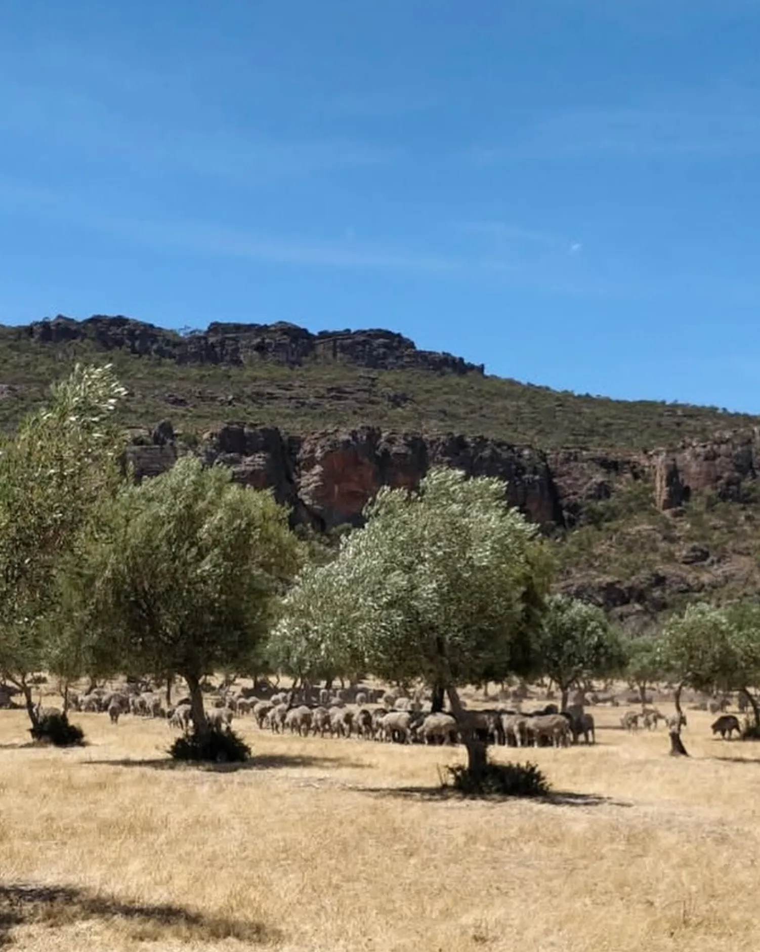 Grampians Olive Co. Farm Stay