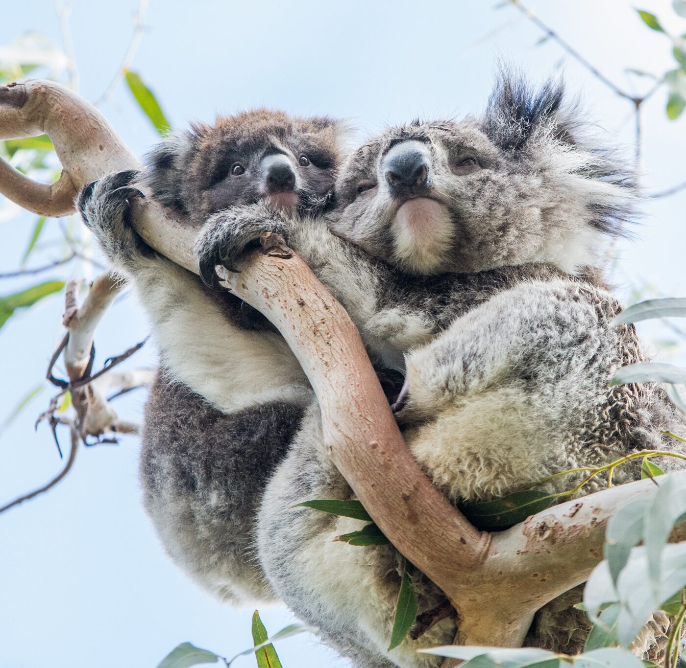 day travel koala