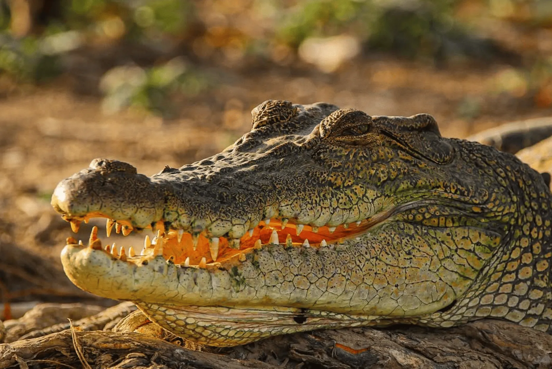 Gregory National Park