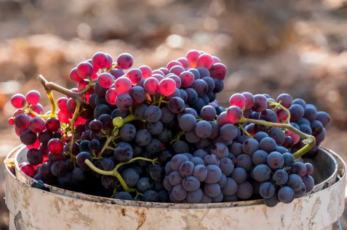Grenache