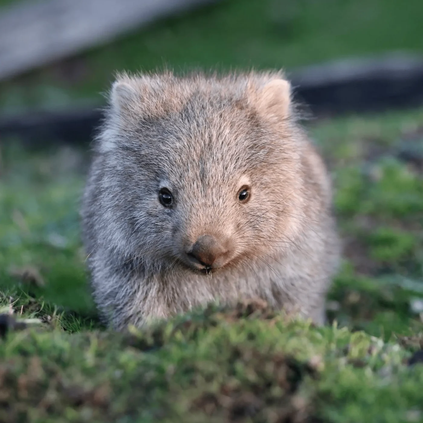 Ground Mammals​