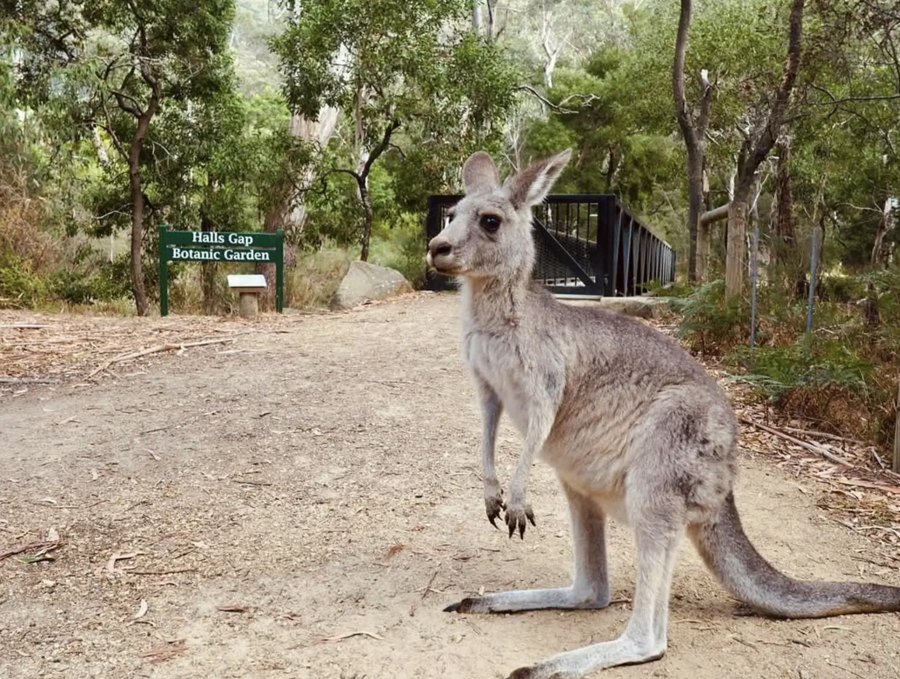 Halls Gap Botanic Gardens