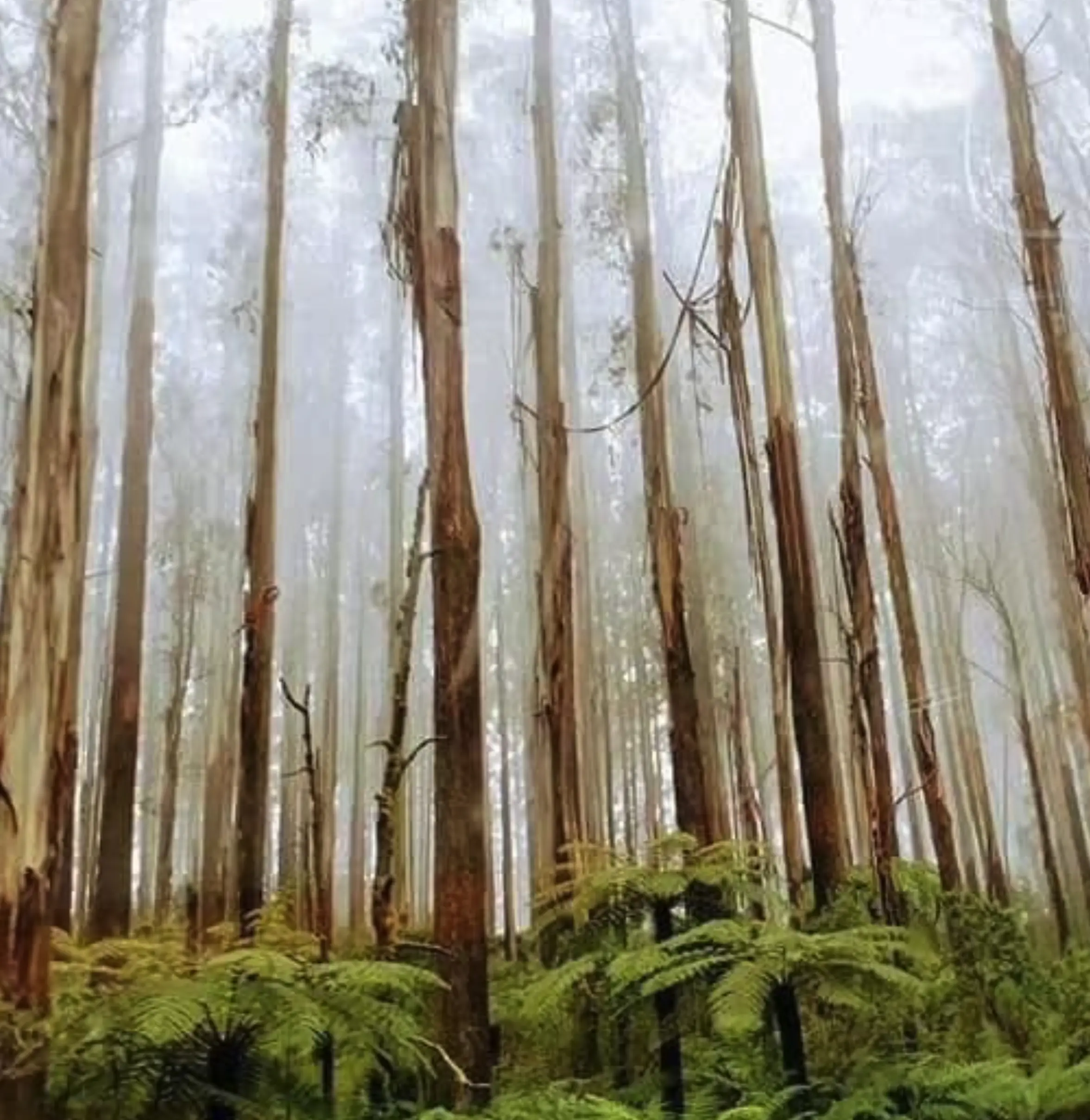 Healesville forest