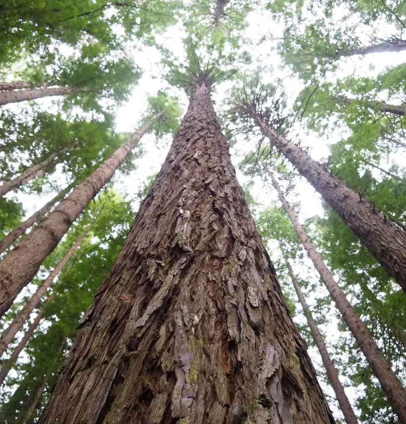 History Beech Forest
