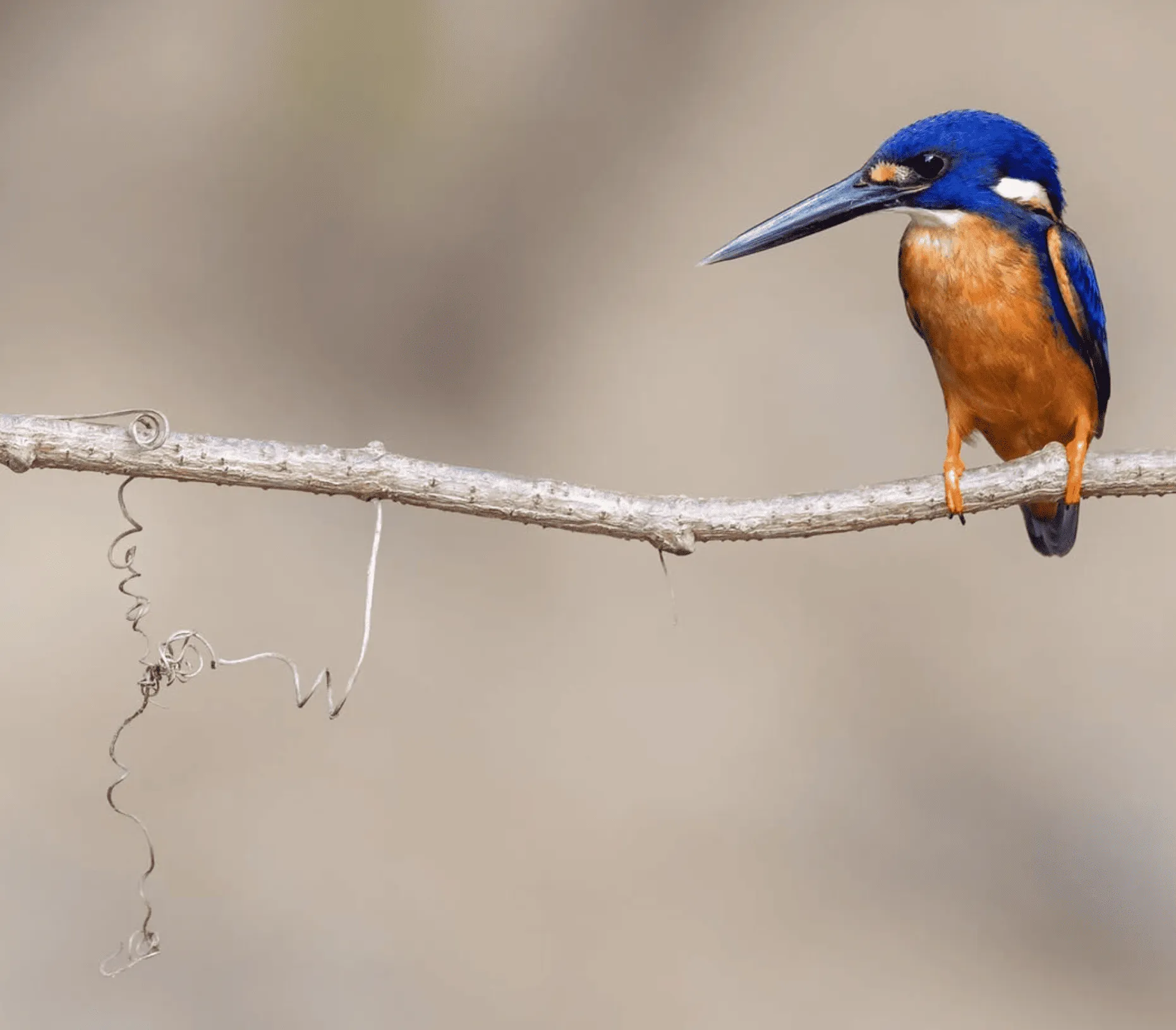 History of Bird Week