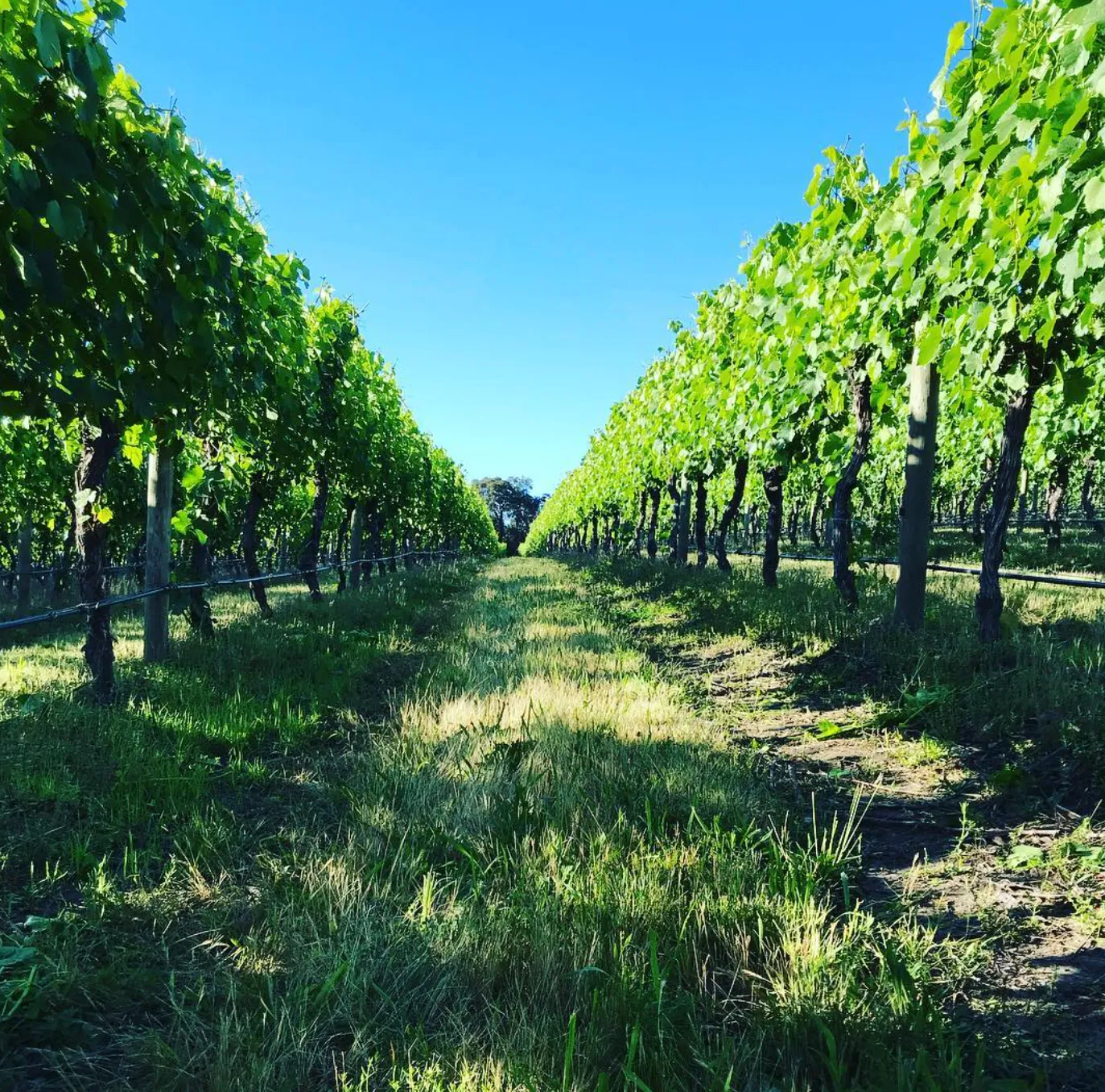 Hoddles Creek Estate