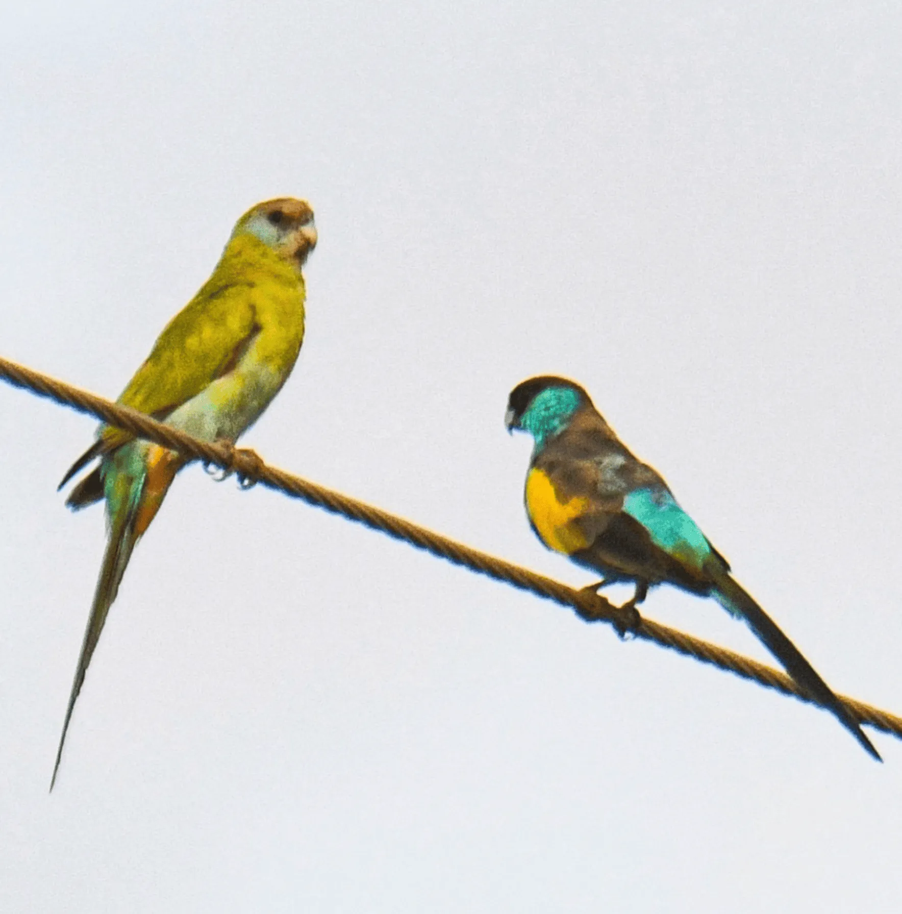 Hooded Parrot