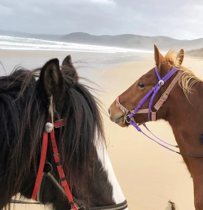 Horse Riding Tours