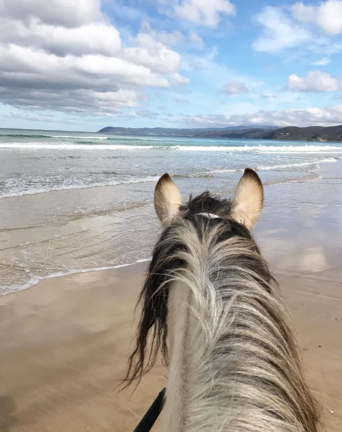 Horseback Riding for All Abilities