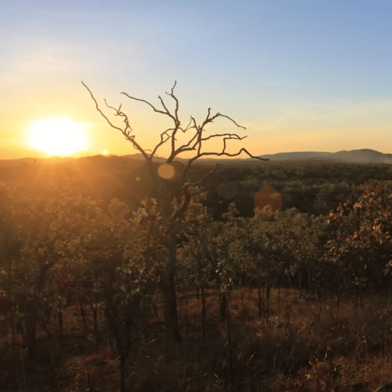 How Artificial intelligence is helping to save Kakadu
