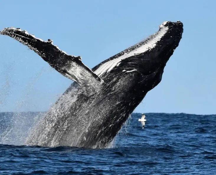 Humpback Whale