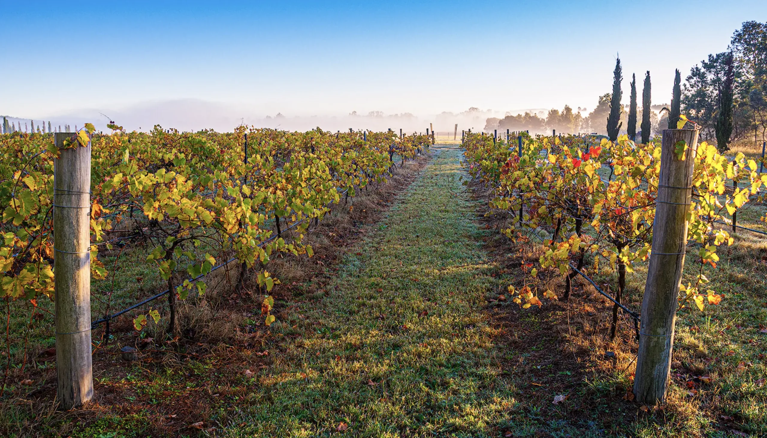 Hunter Valley Vineyards Autumn Vineyards (Hunter Valley)