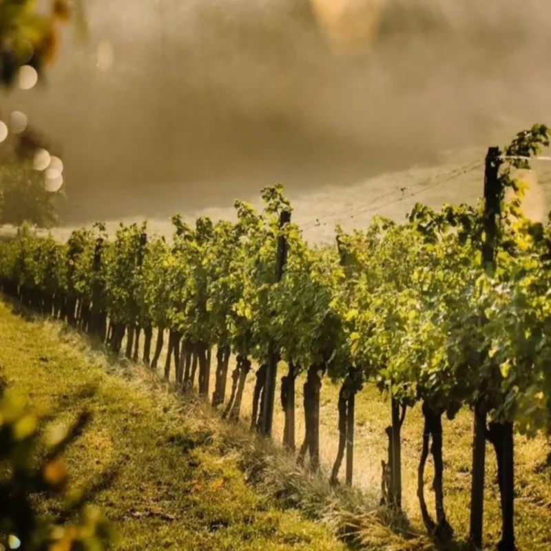 Hunter Valley Wines