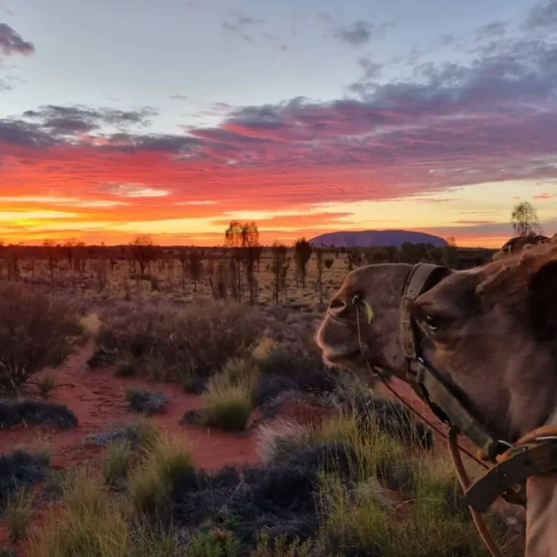 Journey to the Heart of Australia A Trip to Uluru