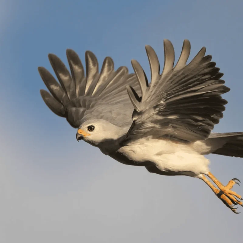 Kakadu Bird Week