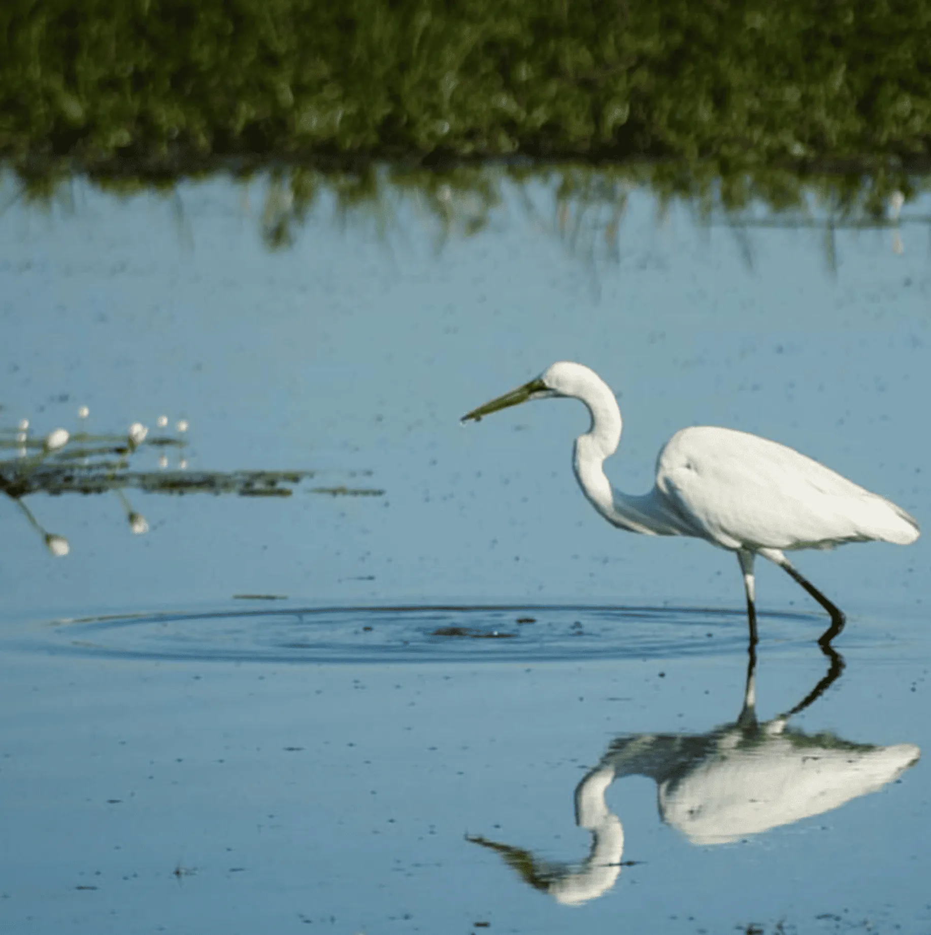 Kakadu’s Mamukala Wetlands