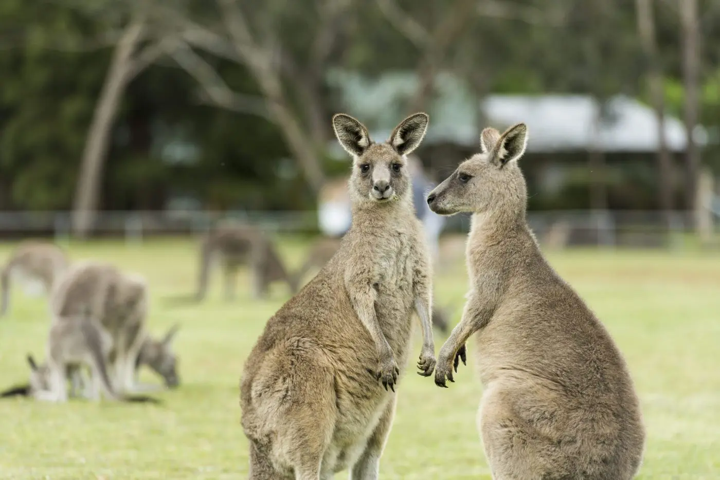 fun things to do in adelaide