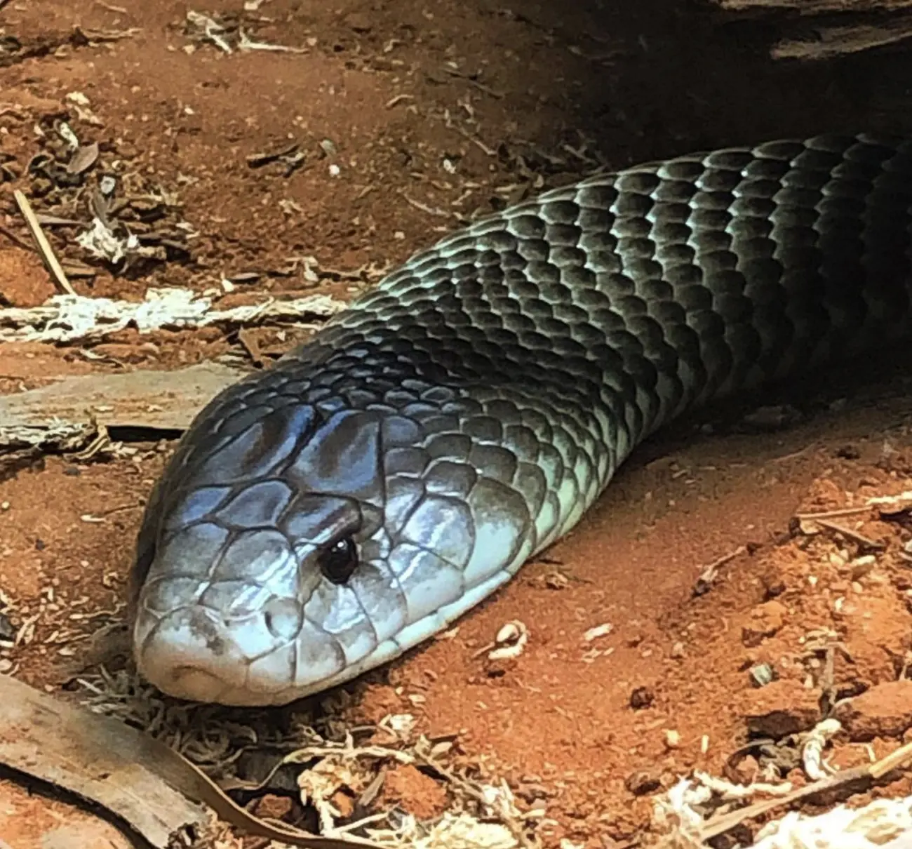 King brown snake