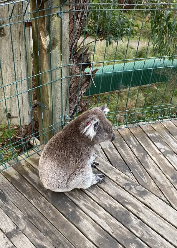 Koala Conservation Promotion